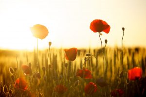 Wild Poppies