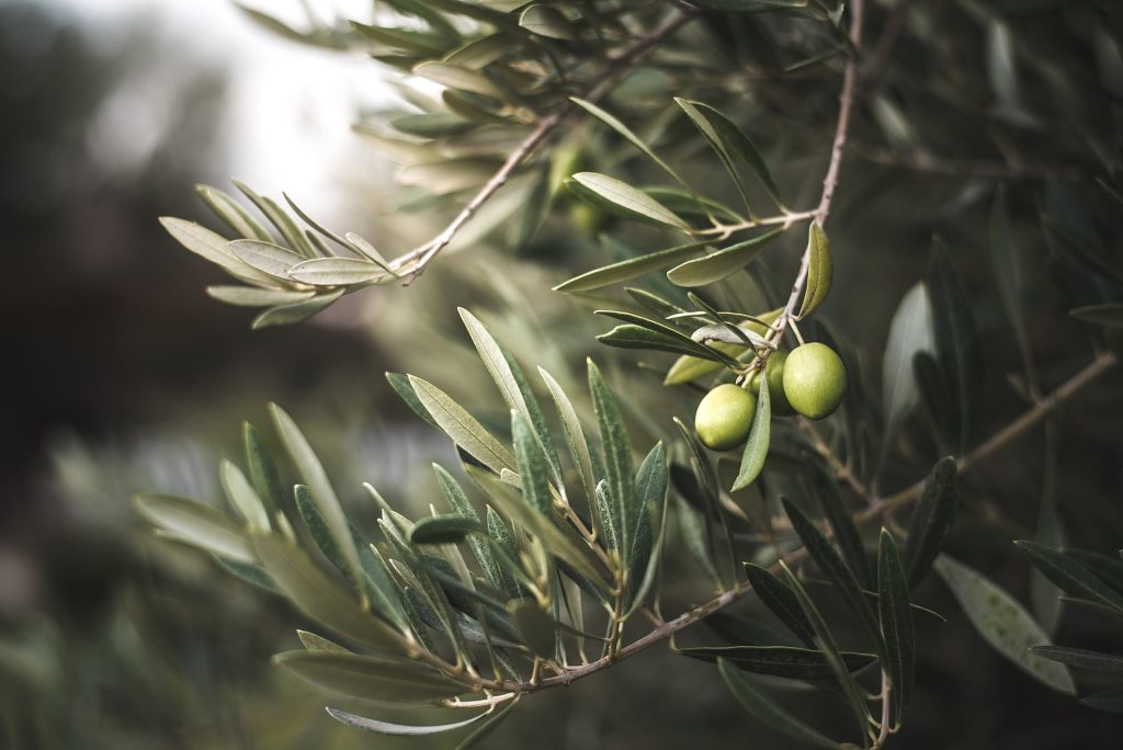 Olive tree