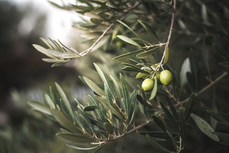 Olive tree